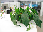 Whoa! That is one sad looking plant!