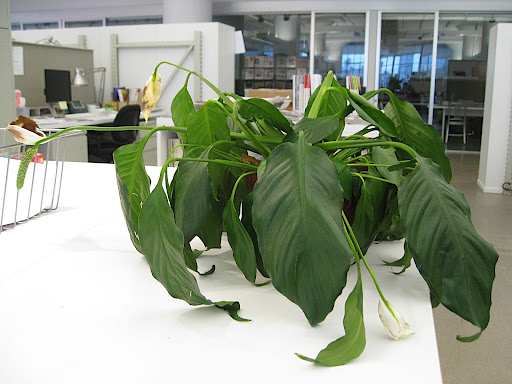 Whoa! That is one sad looking plant!