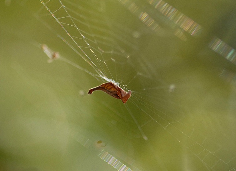 [Scorpion-spider-Arachnura-angura-12.jpg]