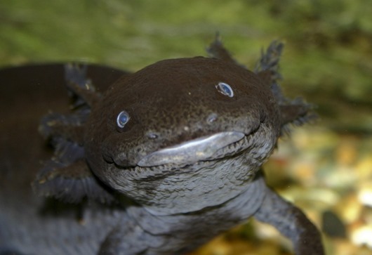 waterfauna05 waterfauna05