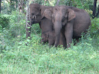 Elephants at Mudumalai Tiger Reserve and Wildlife Sanctuary