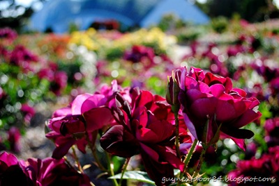 [DSC_0216%255B10%255D.jpg]