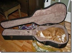 musical cat