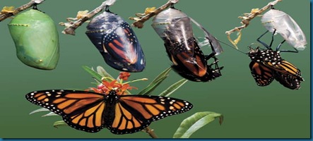 Butterfly_Adult_Emerging_Chrysalis_all_steps