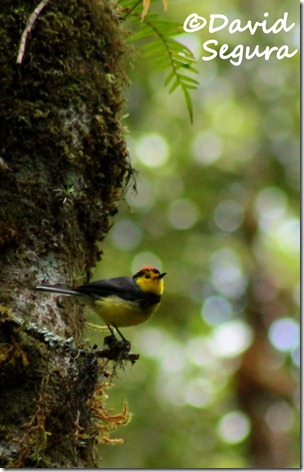 Myioborus torquatus Myioborus torquatus