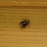 Saltcus sp.