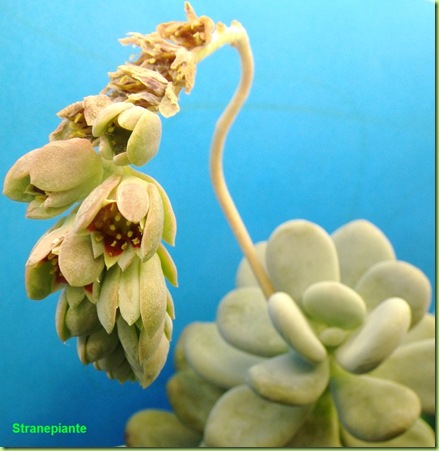 Pachyphytum oviferum con fiore