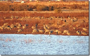 Sand Hill Cranes Wilcox AZ 149