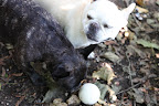He's right!  Here's little one!  Compared to the other, this one is so cute!
