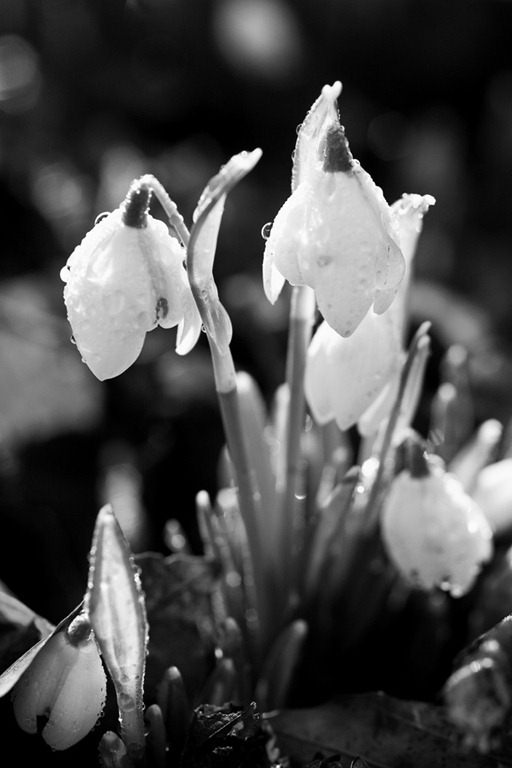 [Snowdrops-4%255B4%255D.jpg]