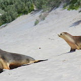 Mama and Sea Lion Pup Walking Down the Sand Dunes - Adelaide, Australia