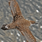 Great shearwater
