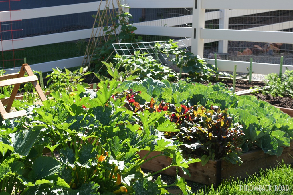[garden%2520walk%2520July%252017%2520026%255B5%255D.jpg]
