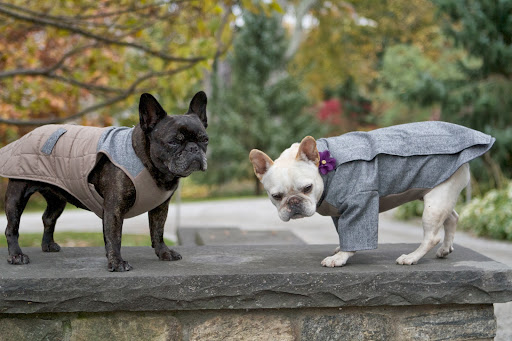Francesca, I see you're looking quite sharp in the Martha Stewart Pets Gray Puffer Coat. Both of these fashions are available at PetSmart. Francesca, I see you're looking quite sharp in the Martha Stewart Pets Gray Puffer Coat. Both of these fashions are available at PetSmart.