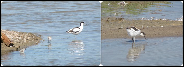 H Avocet Chicks