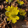 dsc07155.jpg