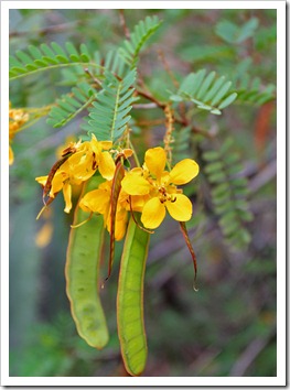 120728_ArizonaSonoraDesertMuseum_Senna-polyantha_21