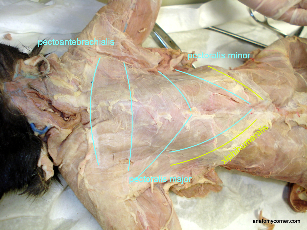 chest_muscles_defined_L.JPG reproductive diagram quiz 