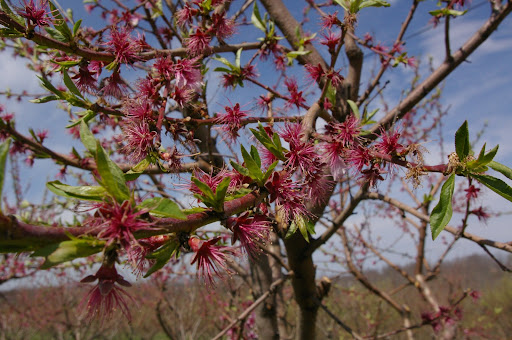 The subfreezing temperatures could prevent the growth of peaches this year because the trees are in the late stages of blooming.