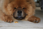 Chow down G.K.  Ha-ha!