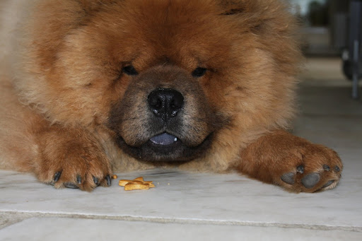 Chow down G.K.  Ha-ha!