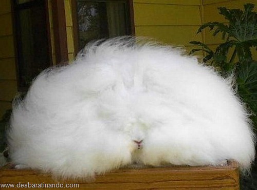 coelho angora peludo desbaratinando (25) coelho angora peludo desbaratinando (25)