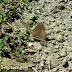 Lycaenidae%25252c%252520arhopala%252520rama%25252c%252520dark%252520himalayan%252520oakblue