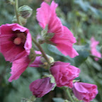 2008-07-15_00010.jpg