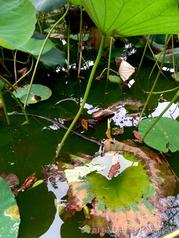 Lotus et Nénufar Lotus et Nénufar