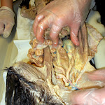 cat_large_intestine.JPG
