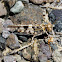 Saltamontes / Grasshopper