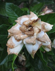 gardenia0627 (1)