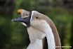 DSC_0241.JPG
