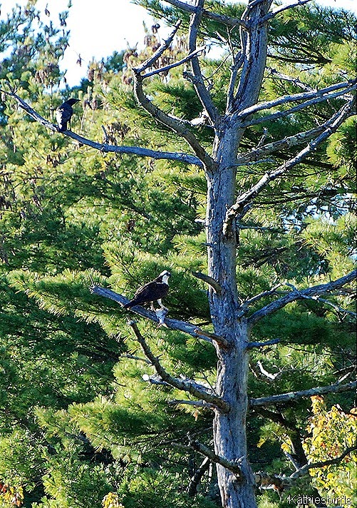 7. osprey in tree-kab