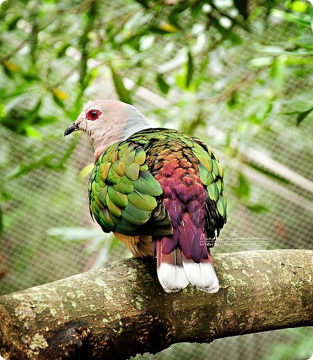 Bird-(green)-1 Bird-(green)-1