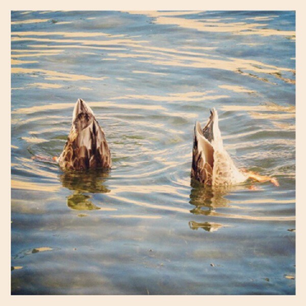 [ducks-bottoms-up5.jpg]