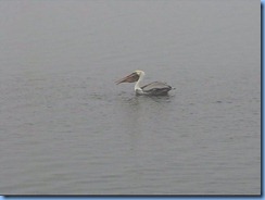 6524 Texas, South Padre Island - Birding and Nature Center - old section of boardwalk - Pelican fishing 6524 Texas, South Padre Island - Birding and Nature Center - old section of boardwalk - Pelican fishing