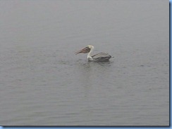 6524 Texas, South Padre Island - Birding and Nature Center - old section of boardwalk - Pelican fishing