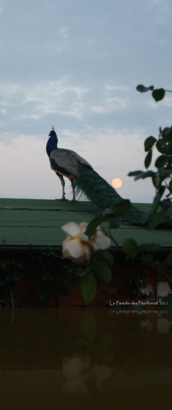 IMG_4983 IMG_4983
