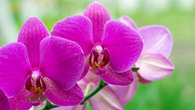 [15484.comment-rempoter-ses-orchidees.w_1280.h_720.m_zoom.c_middle.ts_1338459015.%255B3%255D.jpg]