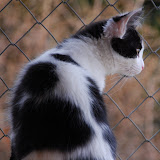 gatti