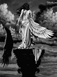Nature Of Flying Angel