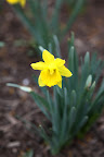 All flowers categorized in the Narcissus family have six petals surrounding a circular petal called the corona.