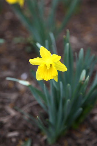 All flowers categorized in the Narcissus family have six petals surrounding a circular petal called the corona.
