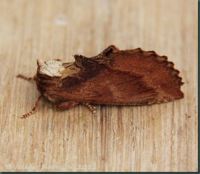 Coxcomb-Prominent