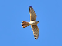 DSC_7830.jpg