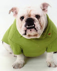 Sweaters Needed for Shelter Animals
