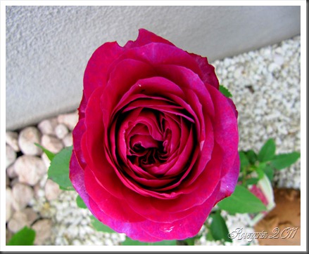 IMG_1759 IMG_1759