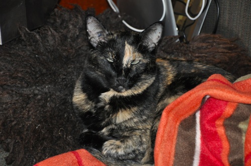 DSC_0096.jpg DSC 0096