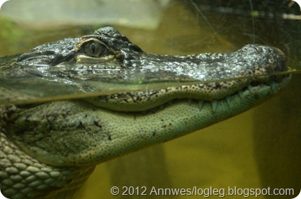 Alligator i Randers regnskov Alligator i Randers regnskov